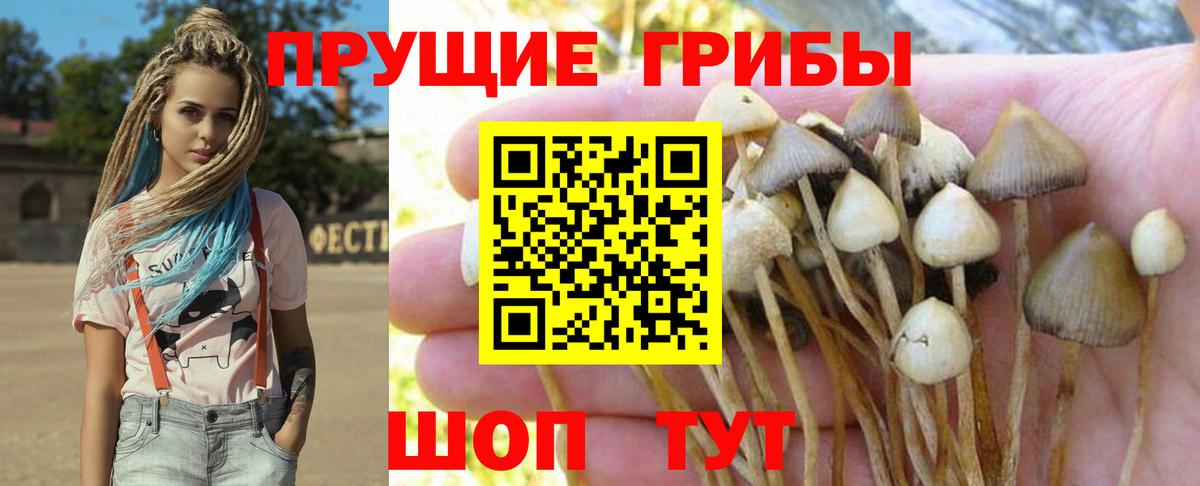 Галлюциногенные грибы Psilocybe  Вход с VPN  цены   Братск 